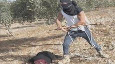 “أوتشا”: موسم الزيتون في الضفة شهد أعلى مستوى من هجمات المستعمرين منذ 5 سنوات